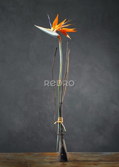 Papier peint  Nature morte avec fleur de Strelitzia Reginae et une vieille fourche sur fond sombre