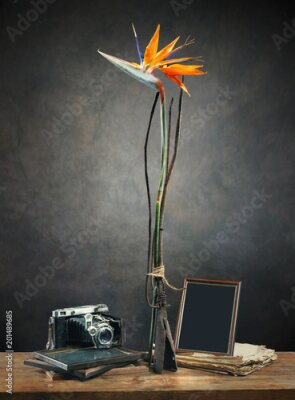 Papier peint  Nature morte avec fleur tropicale (Strelitzia Reginae), fourche vintage, vieil appareil photo, cadres photo et livre ancien