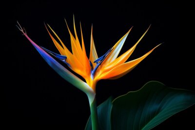Papier peint  Nature plant colored colorful botanical exotic macro multi flower tropic strelitzia