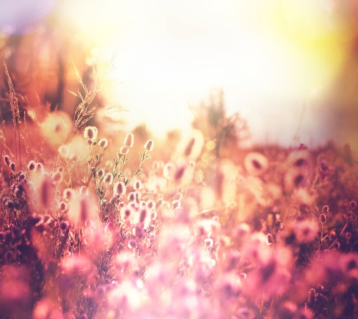 Papier peint  Nature, prairie et soleil