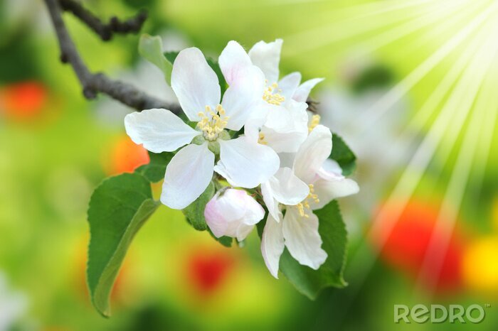 Papier peint  Nature printanière et soleil