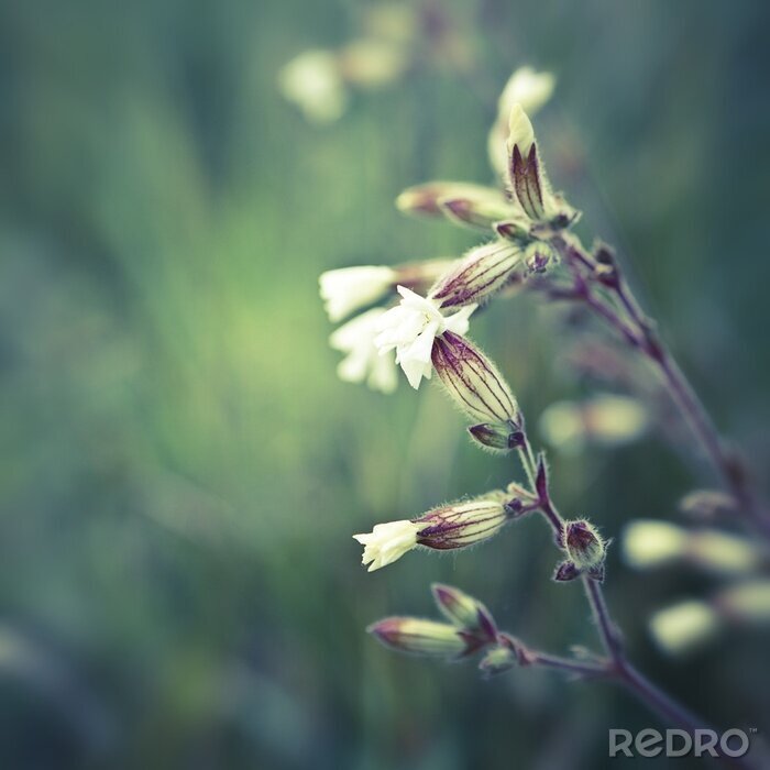 Papier peint  Nature sauvage dans le pré