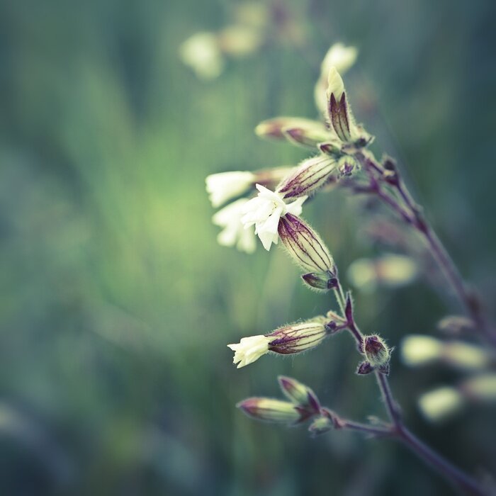 Papier peint  Nature sauvage dans le pré