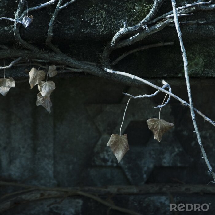 Papier peint  Nature sombre