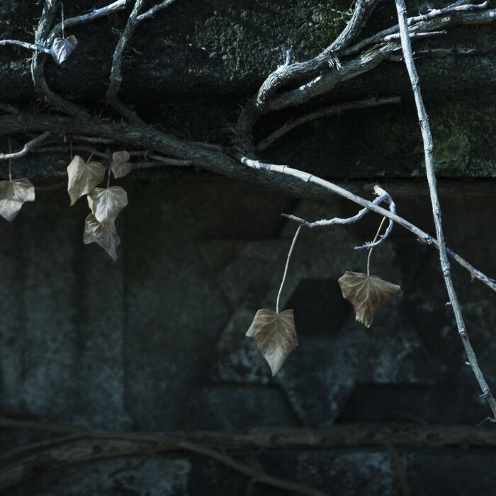 Papier peint  Nature sombre