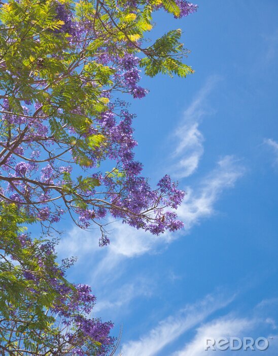Papier peint  Nature sur fond de ciel
