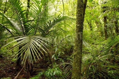 Papier peint  Nature verte et palmiers dans la forêt vierge
