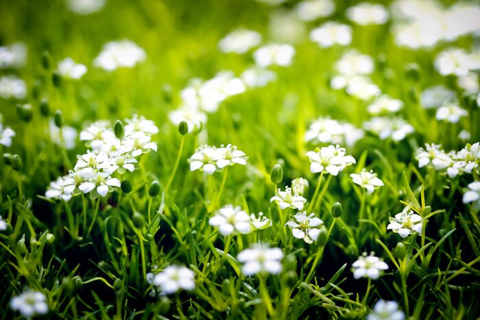 Papier peint  Nature verte et petites fleurs