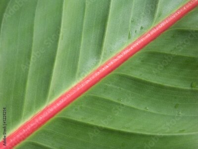 Papier peint  nervures de feuille de strelitzia