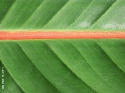 Papier peint  nervures de Strelitzia