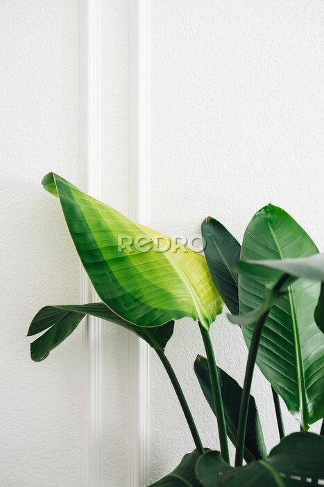Papier peint  new leaf on banana leaf plant, Strelitzia nicola or giant white bird of paradise
