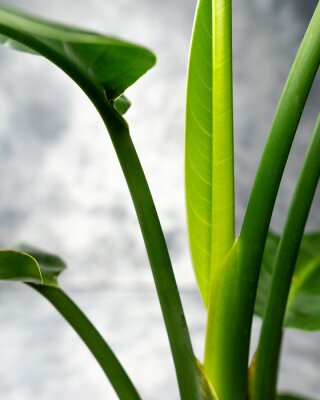 Papier peint  New unfurling leaf of strelitzia nicolai (bird paradise) isolated on grey background.  