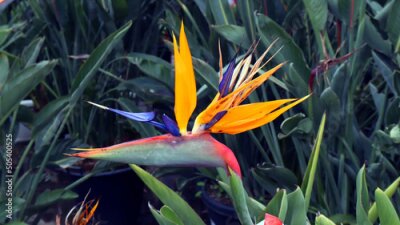 Papier peint  Nice orange flower Strelitzia reginae bird of paradise flower. Unusual form flower. Los Angeles symbol. Spain. Spring. 