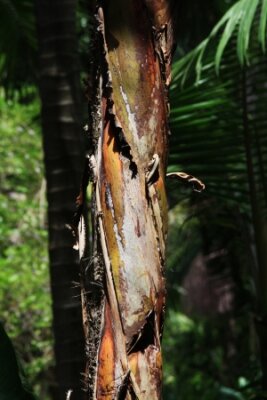 Papier peint  Nicolai Strelitzia