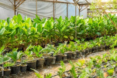 Papier peint  Nikolai strelitzia and cycas palm Cycadopsida planted in pots grown in a garden center for sale.