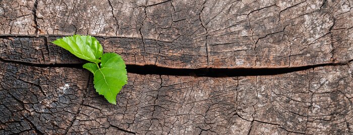 Papier peint  Nouvelle vie sur un arbre coupé