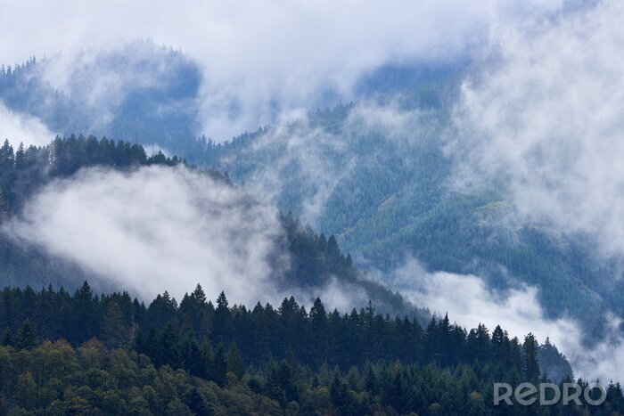 Papier peint  Nuages sur le fond de la forêt