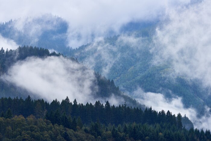 Papier peint  Nuages sur le fond de la forêt