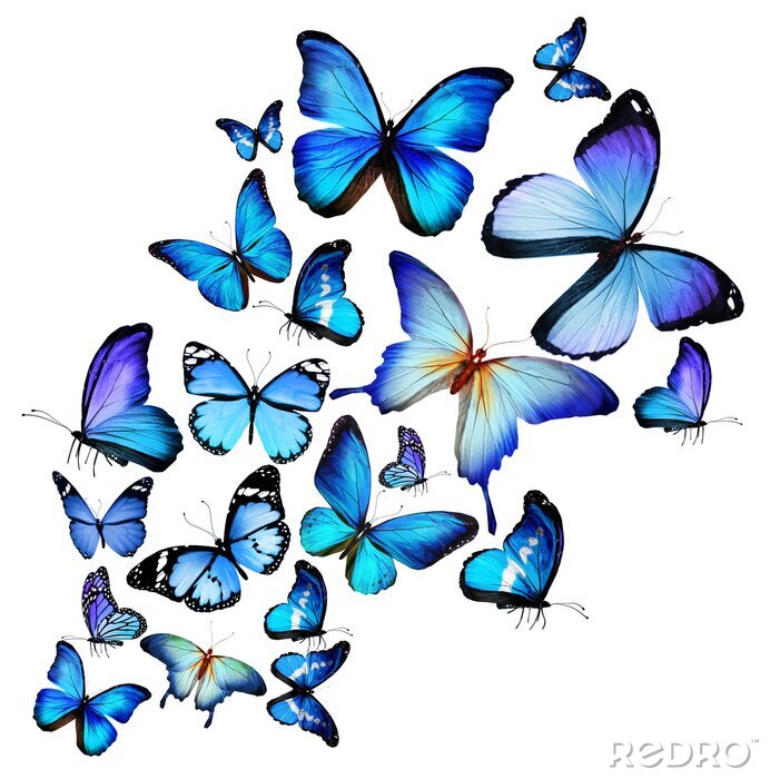 Papier peint  Nuée de papillons exotiques