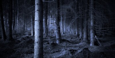 Papier peint  Nuit dans une forêt