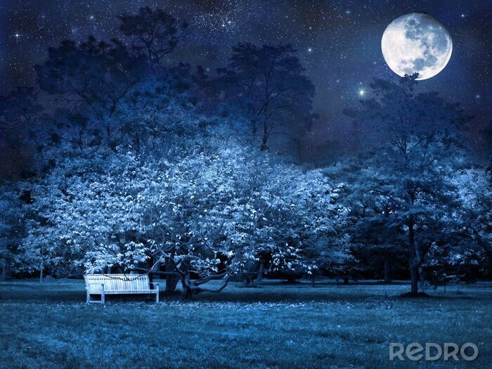 Papier peint  Nuit de pleine lune dans le parc