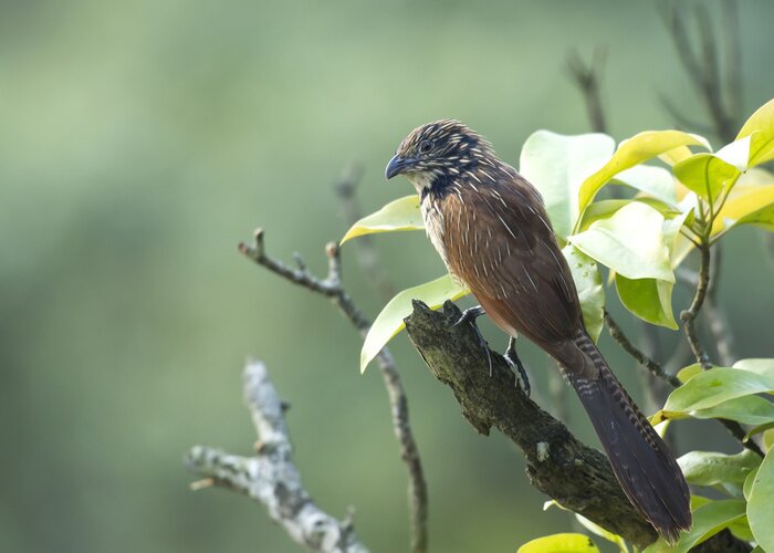 Papier peint  Oiseau à plumes marron