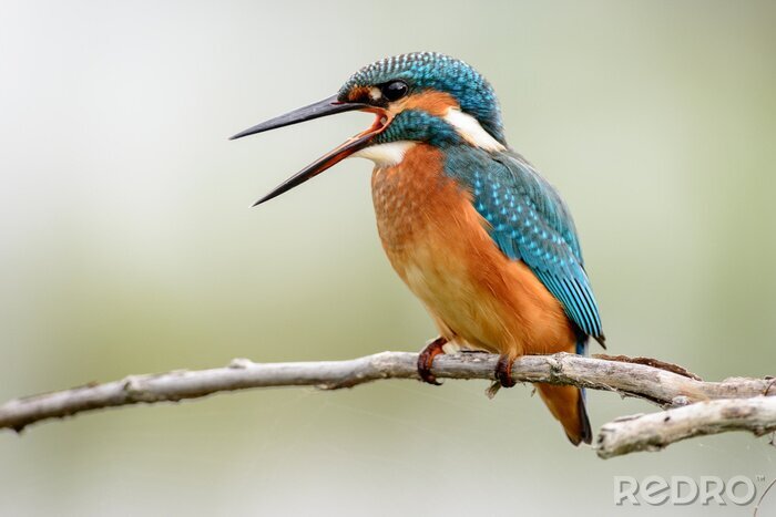 Papier peint  Oiseau au beau plumage sur une branche