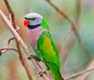 Oiseau aux couleurs vives