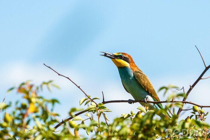 Papier peint  Oiseau avec de la nourriture dans son bec