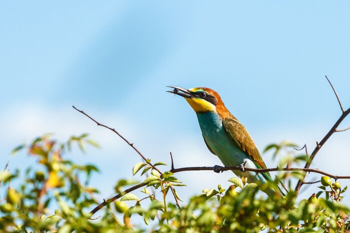 Papier peint  Oiseau avec de la nourriture dans son bec
