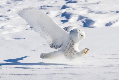 Papier peint  Oiseau blanc sur fond de neige