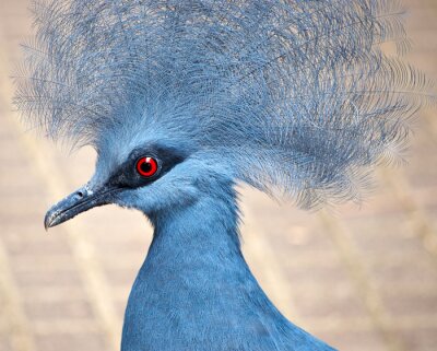 Papier peint  Oiseau bleu avec une plume sur la tête
