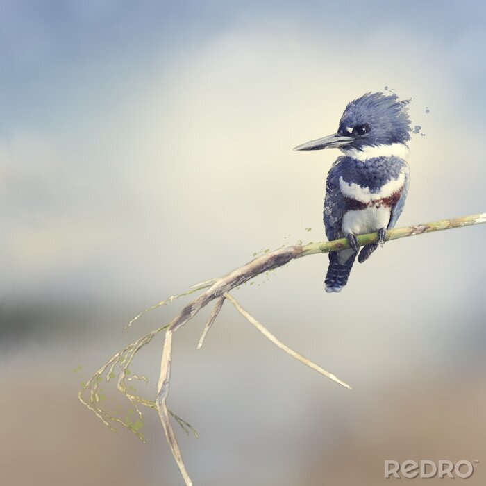 Papier peint  Oiseau bleu duveteux