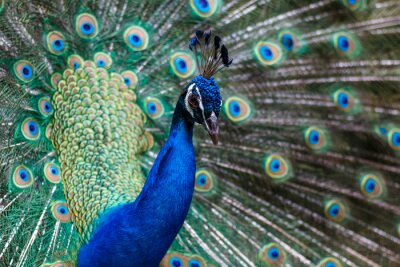 Papier peint  Oiseau coloré avec des ocelles sur ses plumes