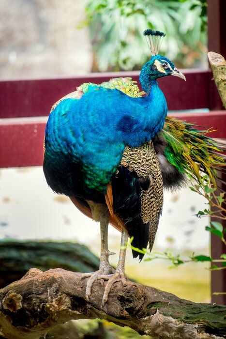 Papier peint  Oiseau coloré en extérieur
