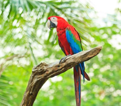 Papier peint  Oiseau coloré sur une branche