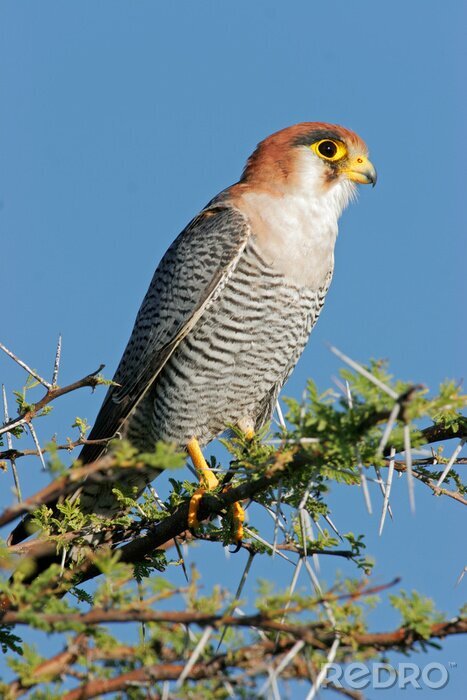 Papier peint  Oiseau dans un parc national
