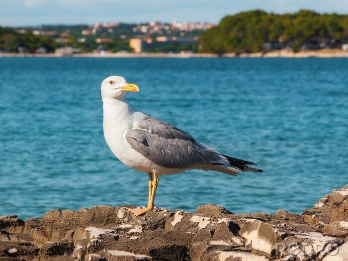 Papier peint  Oiseau dans une baie turquoise