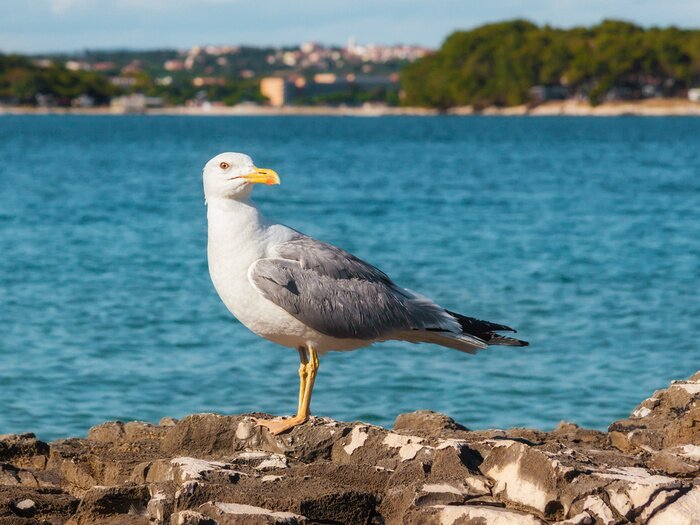 Papier peint  Oiseau dans une baie turquoise