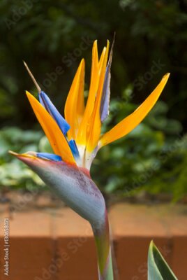Papier peint  Oiseau de fleur de paradis ou Strelitzia au Guatemala