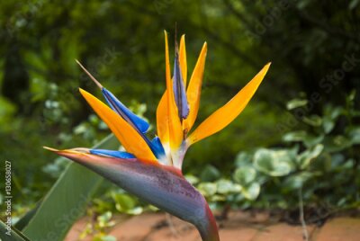 Papier peint  Oiseau de fleur de paradis ou Strelitzia au Guatemala