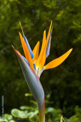 Papier peint  Oiseau de fleur de paradis ou Strelitzia au Guatemala