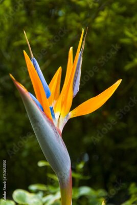 Papier peint  Oiseau de fleur de paradis ou Strelitzia au Guatemala