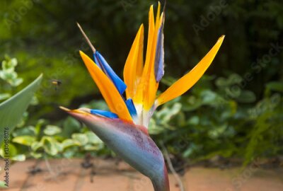 Papier peint  Oiseau de fleur de paradis ou Strelitzia au Guatemala