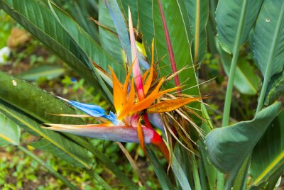 Papier peint  Oiseau de fleur de paradis ou Strelitzia au Guatemala