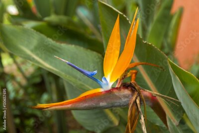 Papier peint  Oiseau de fleur de paradis ou Strelitzia au Guatemala