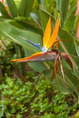 Papier peint  Oiseau de fleur de paradis ou Strelitzia au Guatemala