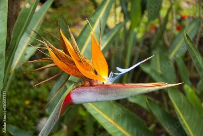 Papier peint  Oiseau de fleur de paradis ou Strelitzia au Guatemala