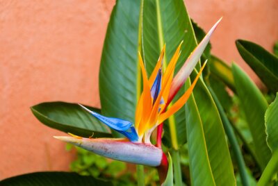 Papier peint  Oiseau de fleur de paradis ou Strelitzia au Guatemala