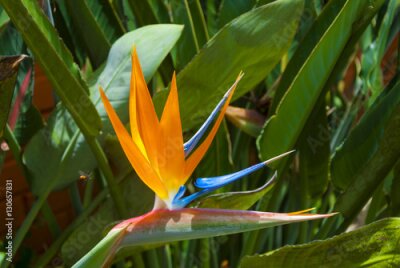 Papier peint  Oiseau de fleur de paradis ou Strelitzia au Guatemala
